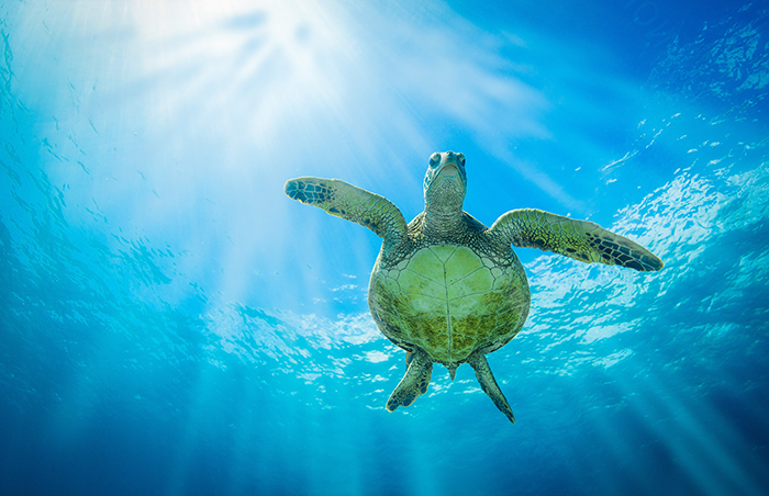 Hawksbill turtle Papua