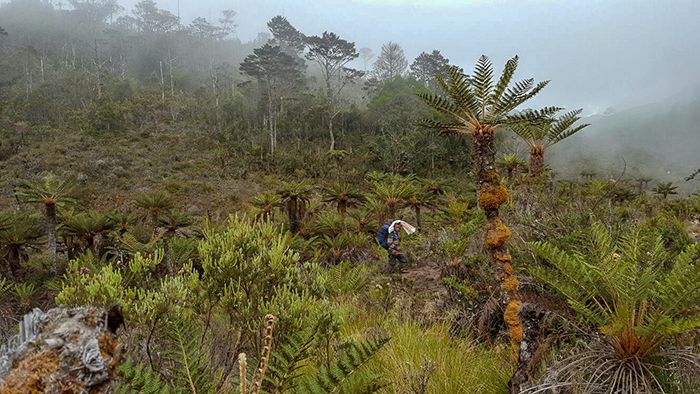 Threatened Native Plants in Wilderness of Angguruk Road