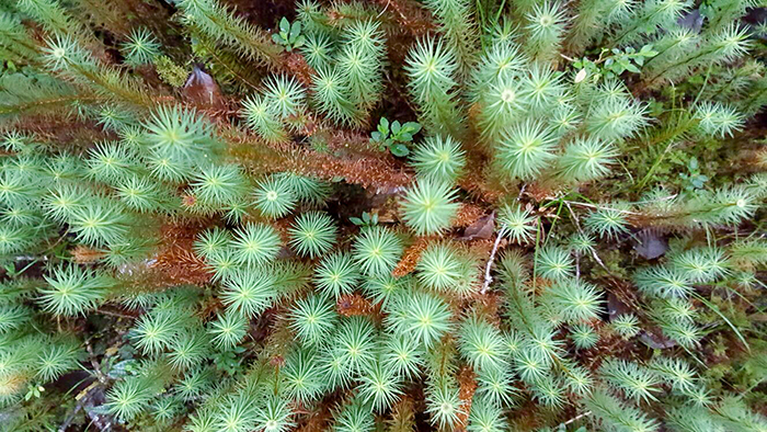 Threatened Native Plants in Wilderness of Angguruk Road