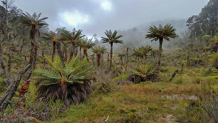 Threatened Native Plants in Wilderness of Angguruk Road