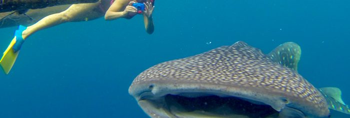 Whaleshark snorkeling Papua